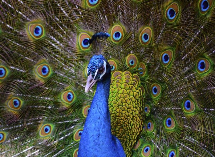 Ein Pfau schlägt sein Rad